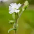 Kép 1/5 - A fehér bársonyos kakukkszegfű kecses virágzata.