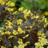 Kép 4/4 - A Firecracker lizinka sárga virágai kiemelkednek a sötét lombozat közül.