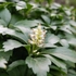 Kép 5/7 - Virágzó japán kövérke talajtakaró.