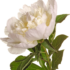 Kép 3/3 - A Paeonia vágott virágként is felhasználható.