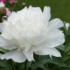 Kép 1/3 - A teltvirágú fehér illatos bazsarózsa virágzata látványosan díszíti a kertet.
