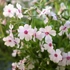Kép 2/3 - Tavasszal virágzó fehér árlevelű lángvirág.