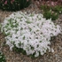 Kép 3/3 - Tömött virágpárnát alkotó fehér árlevelű lángvirág.