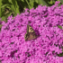Kép 4/4 - Méhcsalogató Phlox subulata virágok.
