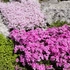 Kép 2/5 - Az árlevelű lángvirág színgazdag változatai pompázatosan díszítenek a virágágyásban.