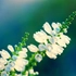 Kép 2/4 - A fehér füzérajak álfüzér virágai közelről.