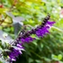 Kép 3/6 - Hosszú, látványos Amistad zsálya virágzat, amely struktúrát visz a kertbe.