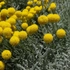 Kép 2/15 - A hamvas cipruska élénksárga virágai.
