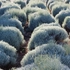Kép 6/15 - Hamvas cipruska mező, amely télen-nyáron ezüstös lombszínével díszíti a tájat.