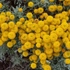 Kép 9/15 - Teljes virágzásban a hamvas cipruska.