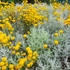 Kép 11/14 - Sárga virágú hamvas cipruska nyáron.