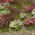 Kép 2/3 - Mohalevelű kőtörőfüvek változatos virágszínű díszítése.