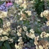 Kép 3/3 - Virágágyásba ültetett kárpáti varjúháj. 