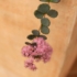 Kép 8/10 - A rózsaszín virágszínnel díszítő októberi varjúháj.