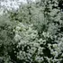 Kép 1/4 - Dús fehér virágfelhőket nevel nyáron a Splendide White borkóró.