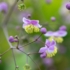 Kép 4/5 - Bájos megjelenésű virágok a szárnyastermésű borkóró évelő dísznövényen.