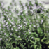Kép 2/2 - A citromillatú kakukkfű virágzásban.