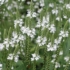 Kép 1/3 - Verbena hastata Alba fehér virágai. 