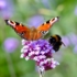 Kép 8/10 - A pillangók egyik kedvence az ernyős verbéna.
