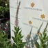 Kép 4/4 - A virginiai veronika halványrózsaszín virágzata október közepén.