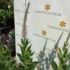 Kép 8/8 - A virginiai veronika halványrózsaszín virágzata október közepén.