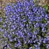 Kép 1/2 - Georgian blue veronika virágpárnát alkot a tavaszi kertben.