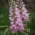 Kép 1/3 - A rózsaszín virágzatú macskafarkú veronika hálás évelő dísznövény.