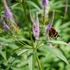 Kép 4/5 - Fascination virginiai veronika méhcsalogató virágai és levelei közelről.