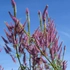 Kép 4/4 - Magasra növő, bokros habitusú lila virginiai veronika.
