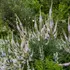 Kép 1/4 - A virginiai veronika virágzáskor.