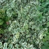 Kép 5/7 - Tarka levelű meténg talajtakaróként ültetve. 