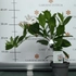 Kép 4/10 - A fehér színű tölcsérjázminok kiváló balkonnövények.