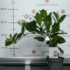 Kép 4/13 - A fehér színű tölcsérjázminok kiváló balkonnövények.