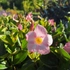 Kép 7/10 - Rózsaszín tölcsérjázmin, virágzó állapota május elején kertészetünkban. 