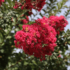 Kép 7/14 - A selyemmirtusz virágzata csodásan telt és élénk színű.