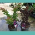 Kép 13/14 - A zöld és a bordó lombozatú Selyemmirtusz mediterrán dísznövények a Gardencentrum telephelyén.