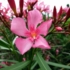 Kép 1/3 - Rózsaszín leander virága közelről. 