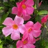 Kép 1/5 - A Mandevilla dús virágzású nyári balkonnövény.