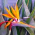 Kép 1/10 - Pompás papagájvirág egyedi és karakteres virágzata.