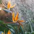 Kép 5/10 - A pompás papagájvirág leveleit ajánlott vízzel permetezni.