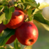 Kép 2/3 - Szépen pirosodó Malus domestica Jonathan alma gyümölcse.