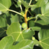 Kép 7/7 - Füge levele még éretlen terméssel.