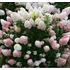 Kép 1/7 - Fehérből rózsaszínbe vált át a Sundea Fraise hortenzia virágzata.