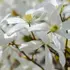 Kép 2/5 - Az örökzöld iszalag fehér virágai tavasszal nyílnak, illatosak.