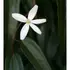 Kép 3/5 - Az örökzöld iszalag fehér, csillag alakú virága és fényes, bőrnemű levélzete.