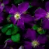 Kép 3/4 - A sötétlila virágszínű klemátisz hosszasan díszíti a kertet.