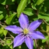 Kép 2/3 - A Clematis viticella Justa kék virága.