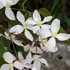 Kép 2/2 - Clematis montana Wilsonii fehér virágai.