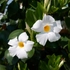 Kép 4/5 - Fehér virágszínű tölcsérjázmin.