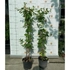 Kép 2/9 - Örökzöld japán lonc kertészeti webáruházunk telephelyén október elején. 